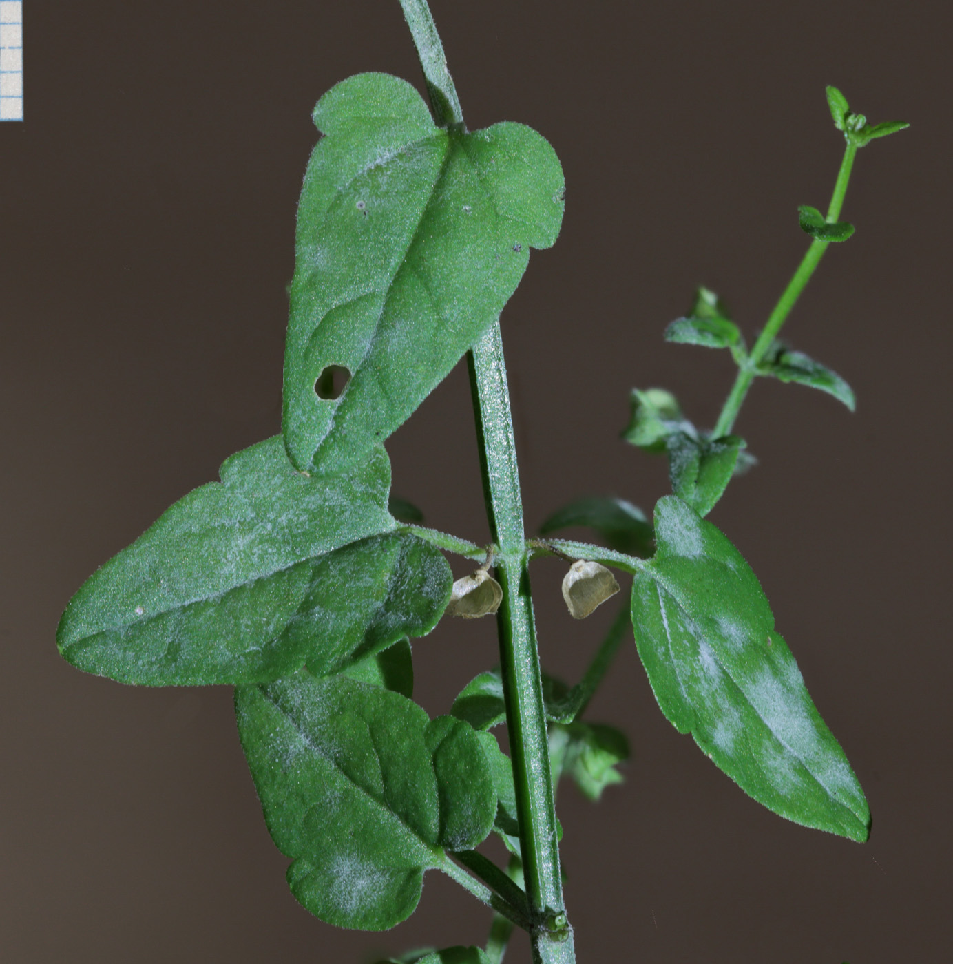 Image of Scutellaria dependens specimen.