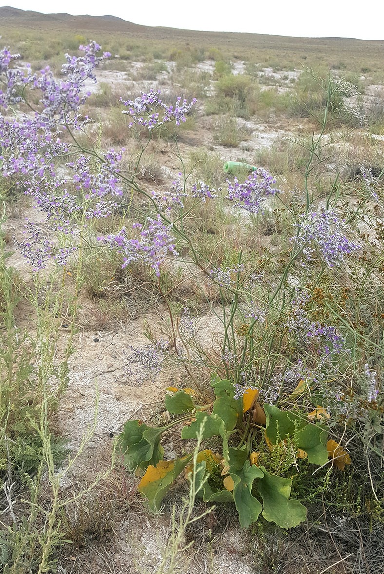 Image of Limonium myrianthum specimen.