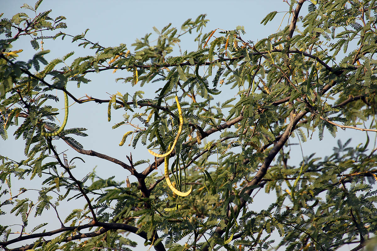 Изображение особи Prosopis pallida.