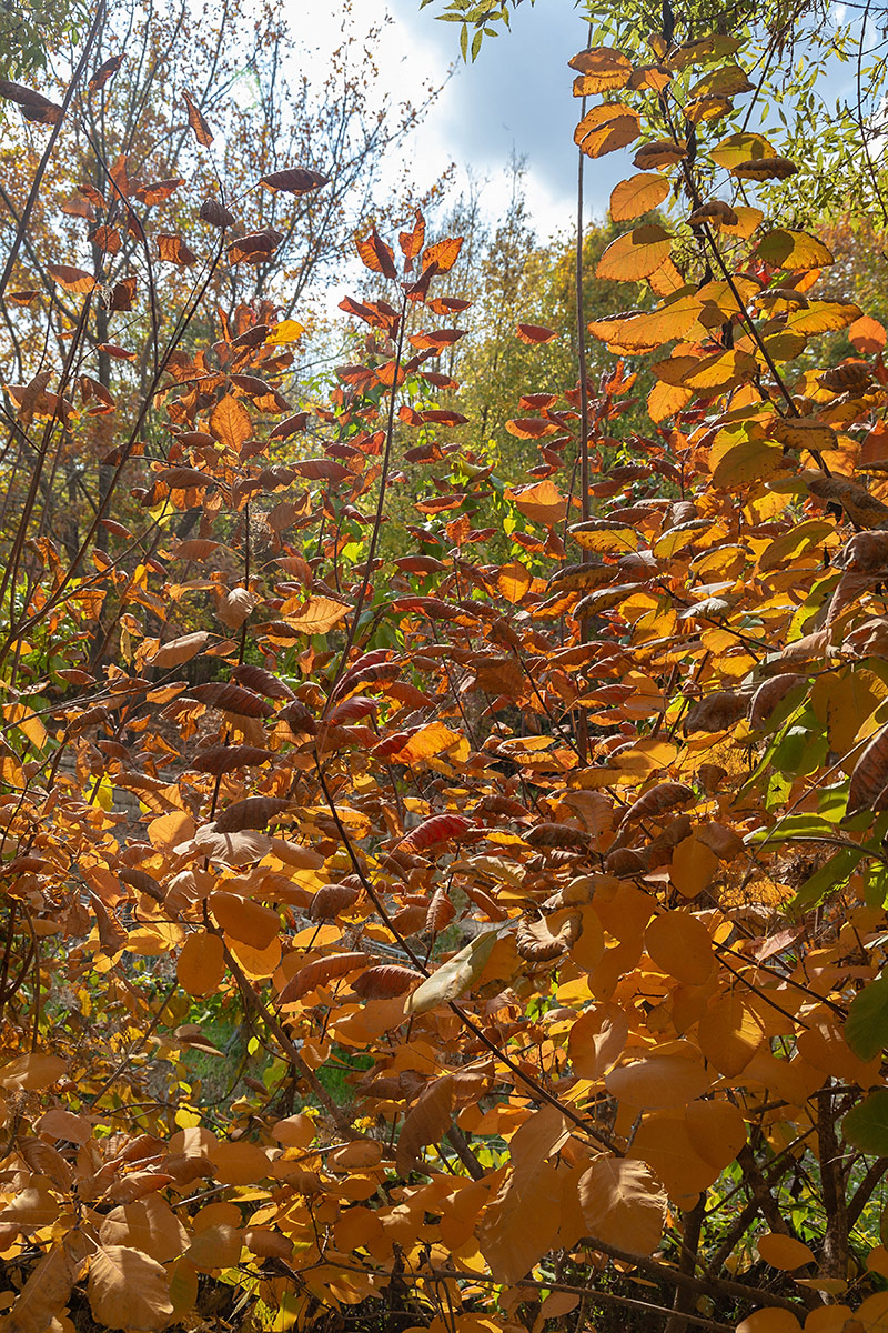 Image of genus Cotinus specimen.