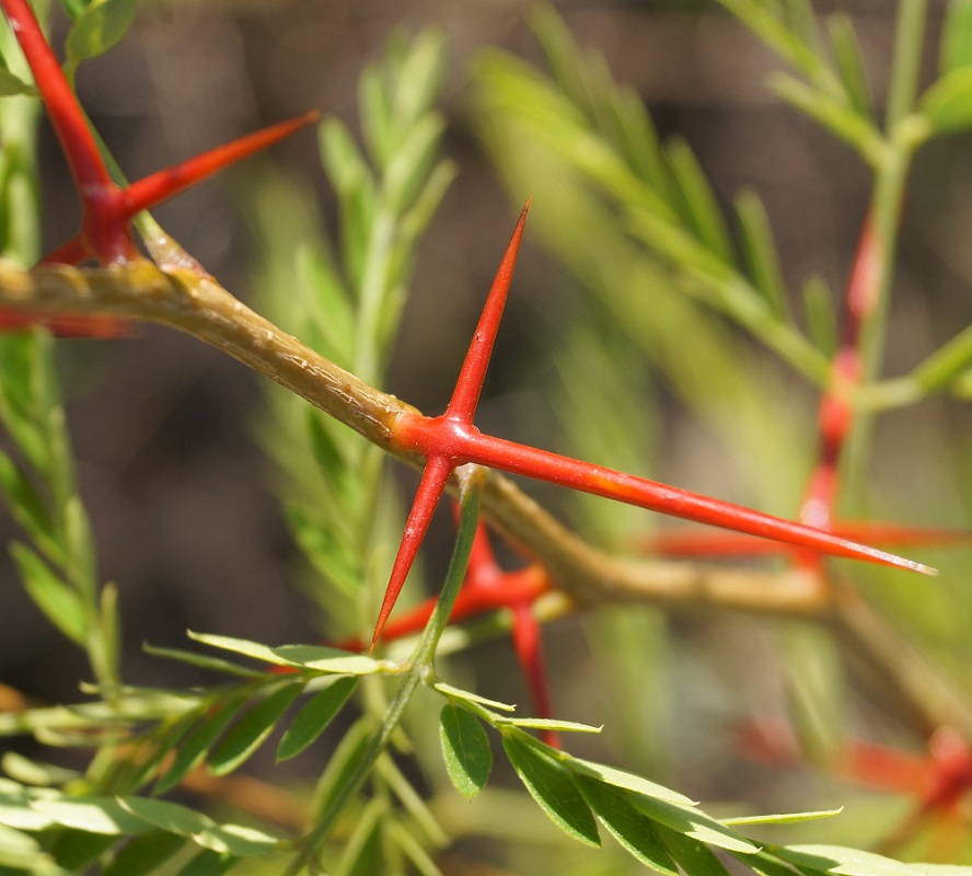 Image of Gleditsia triacanthos specimen.