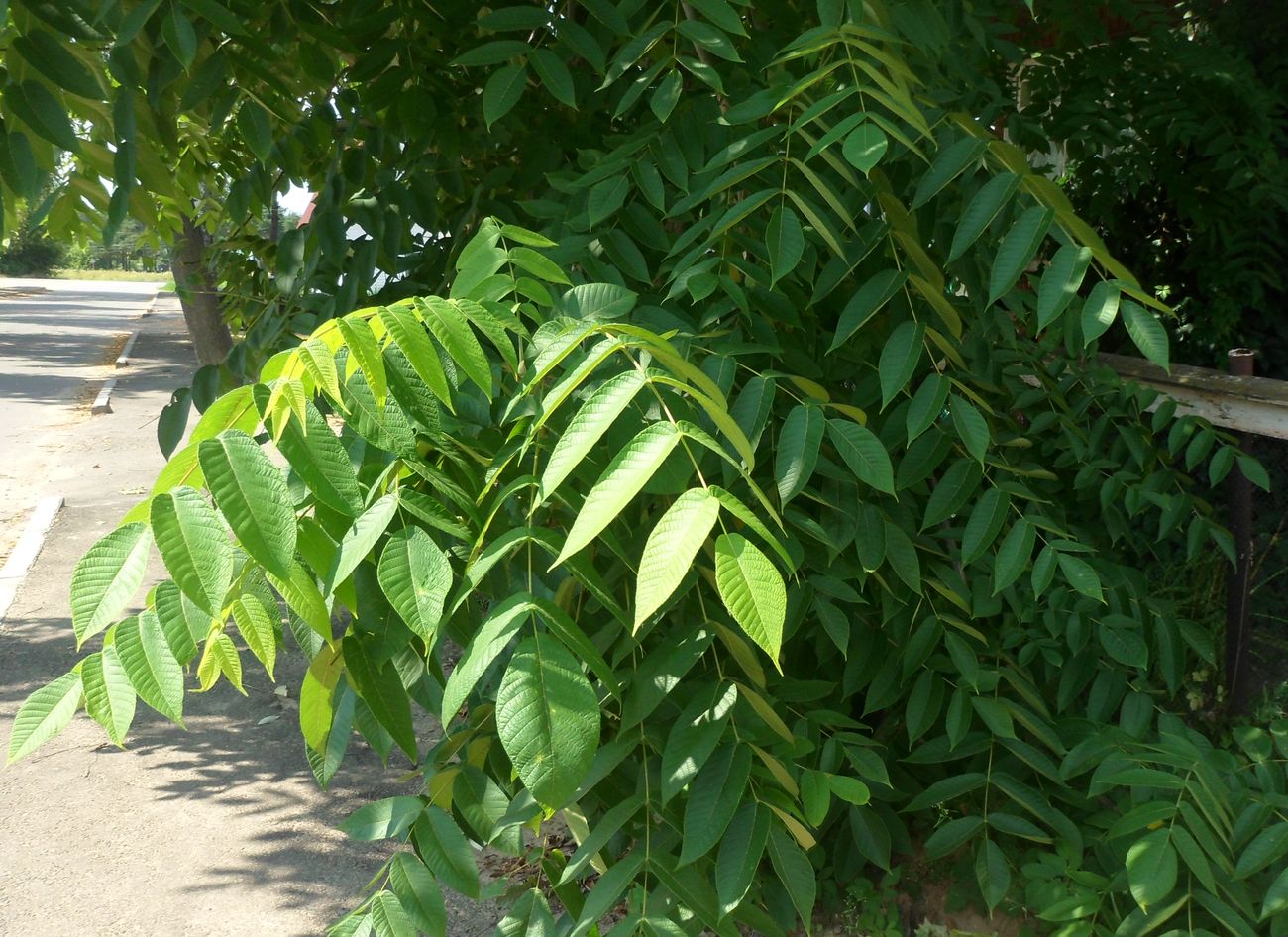 Image of Juglans cinerea specimen.