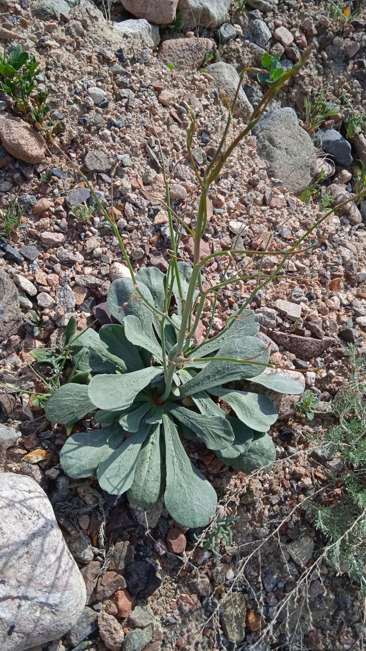 Image of Eremolimon drepanostachyum specimen.