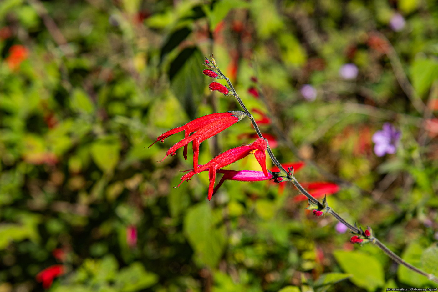 Изображение особи род Salvia.