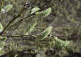 Salix caprea. Верхушка ветви с женскими соцветиями. Испания, автономное сообщество Каталония, провинция Жирона, комарка Рипольес, муниципалитет Сеткасес, окр. н.п. Сеткасес, ≈1320 м н.у.м., пойма ручья Валь-Льобре. 29.03.2023.