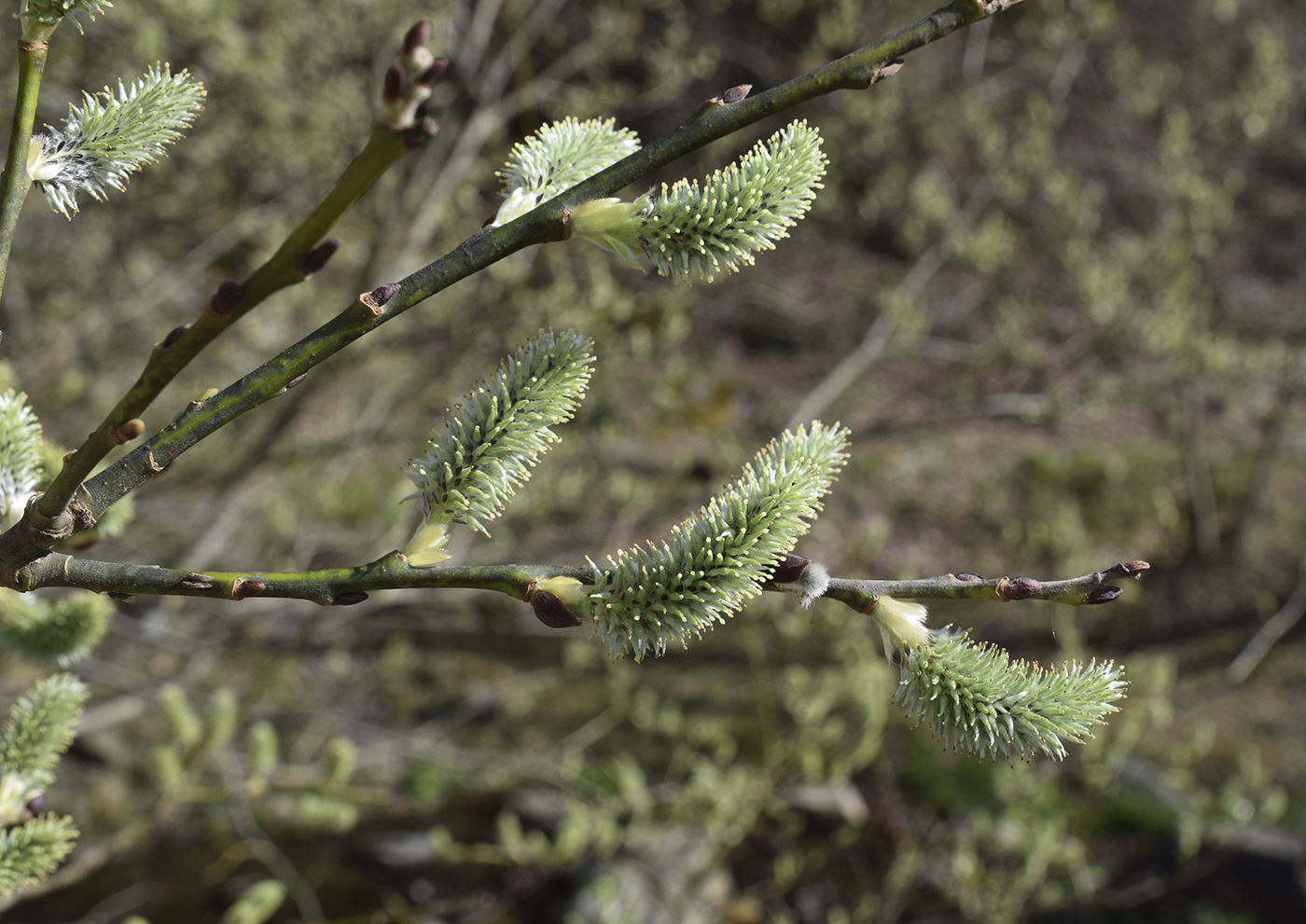 Image of Salix caprea specimen.