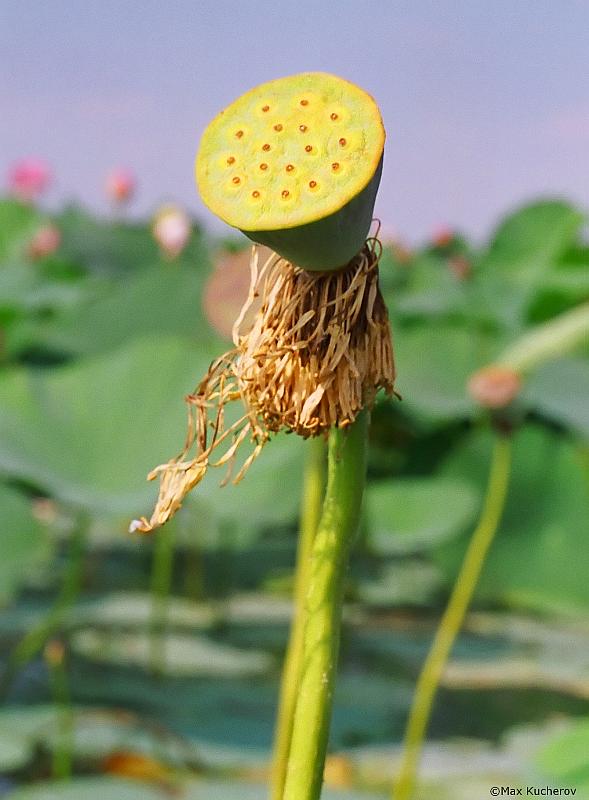 Изображение особи Nelumbo caspica.