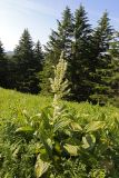 Veratrum grandiflorum