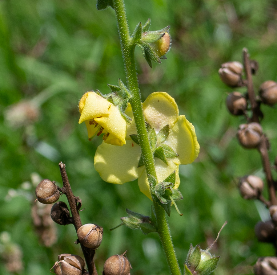 Изображение особи Verbascum virgatum.