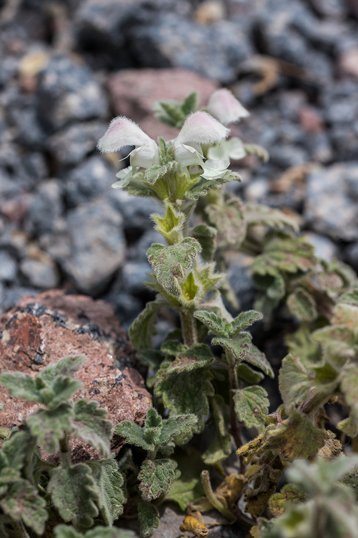 Image of Lamium tomentosum specimen.