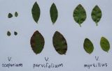 genus Vaccinium. Листья Vaccinium scoparium, V. parvifolium и V. myrtillus (слева направо; верхний ряд - с удлинённых побегов, нижний - с укороченных). Московская обл., г. Видное, садовый участок, кислый цветник. 18.10.2023.