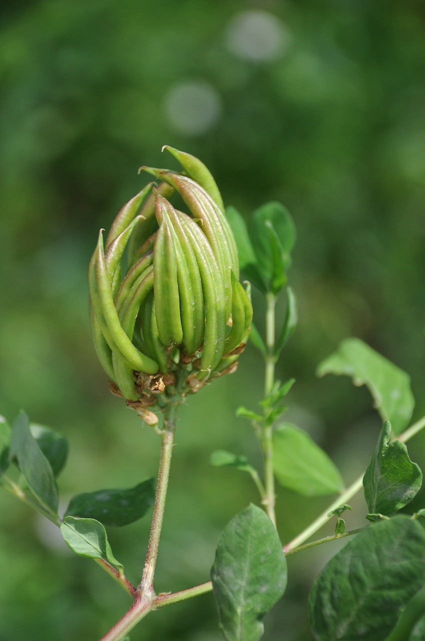 Image of Astragalus glycyphyllos specimen.