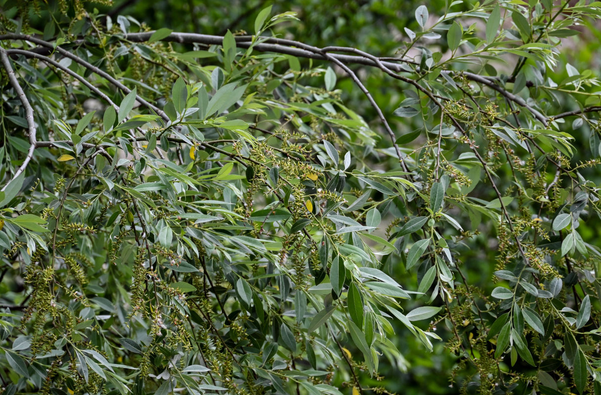 Image of genus Salix specimen.