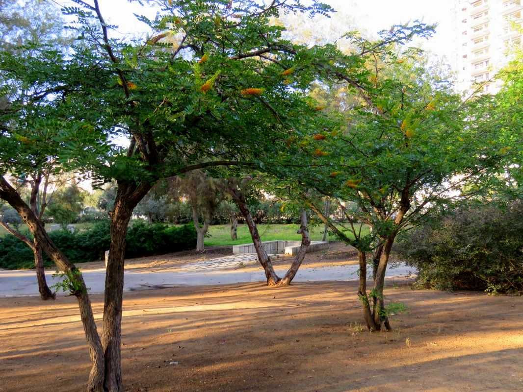 Изображение особи Caesalpinia spinosa.