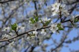 Смотреть изображение Prunus cerasifera