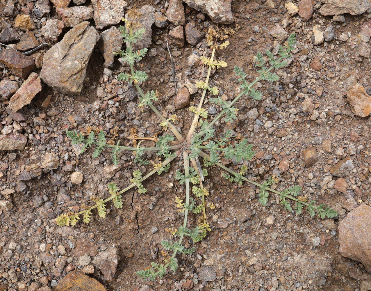 Image of Schrenkia vaginata specimen.