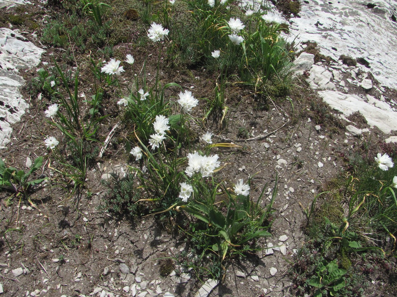 Изображение особи Allium circassicum.