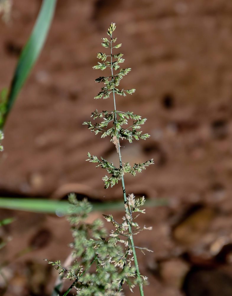 Изображение особи семейство Poaceae.