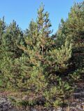 Pinus sylvestris. Взрослое растение. Владимирская обл., Петушинский р-н, окр. с. Марково, опушка смешанного леса. 23.09.2023.