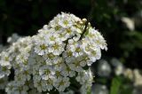 genus Spiraea. Часть соцветия с кормящимся муравьём. Приморский край, г. Владивосток, о. Русский, кампус ДВФУ, в озеленении. 28.06.2023.