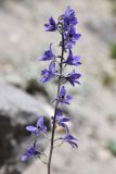 Delphinium brunonianum. Соцветие. Таджикистан, Горно-Бадахшанская автономная обл., Ишкашимский р-н, Ишкашимский хр., дол. р. Памир, выс. ≈ 3800 м н.у.м., сухой каменистый склон. 3 июля 2024 г.