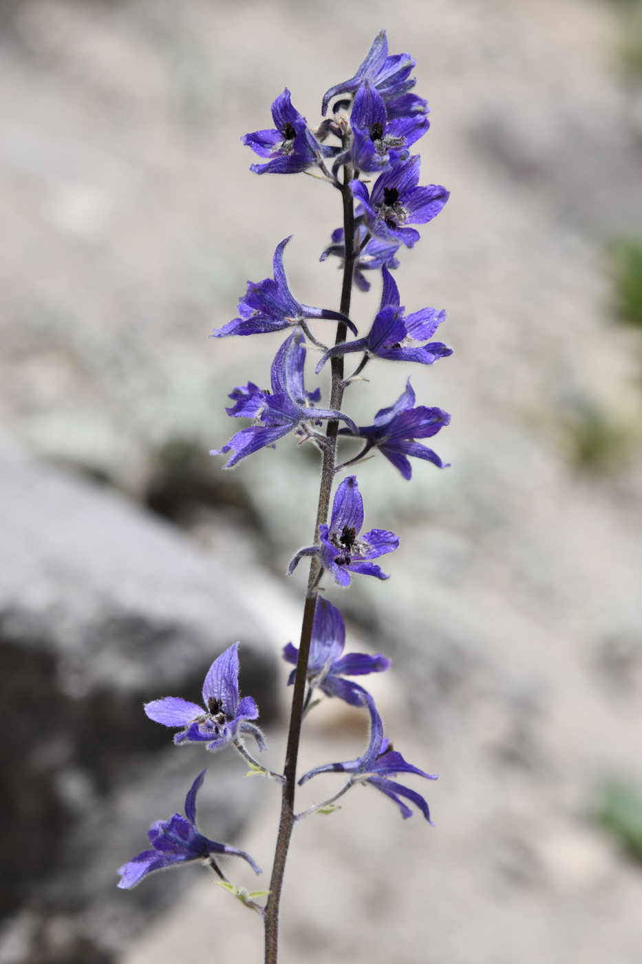 Image of Delphinium brunonianum specimen.