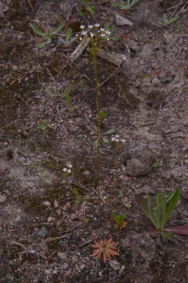 Image of Androsace septentrionalis specimen.