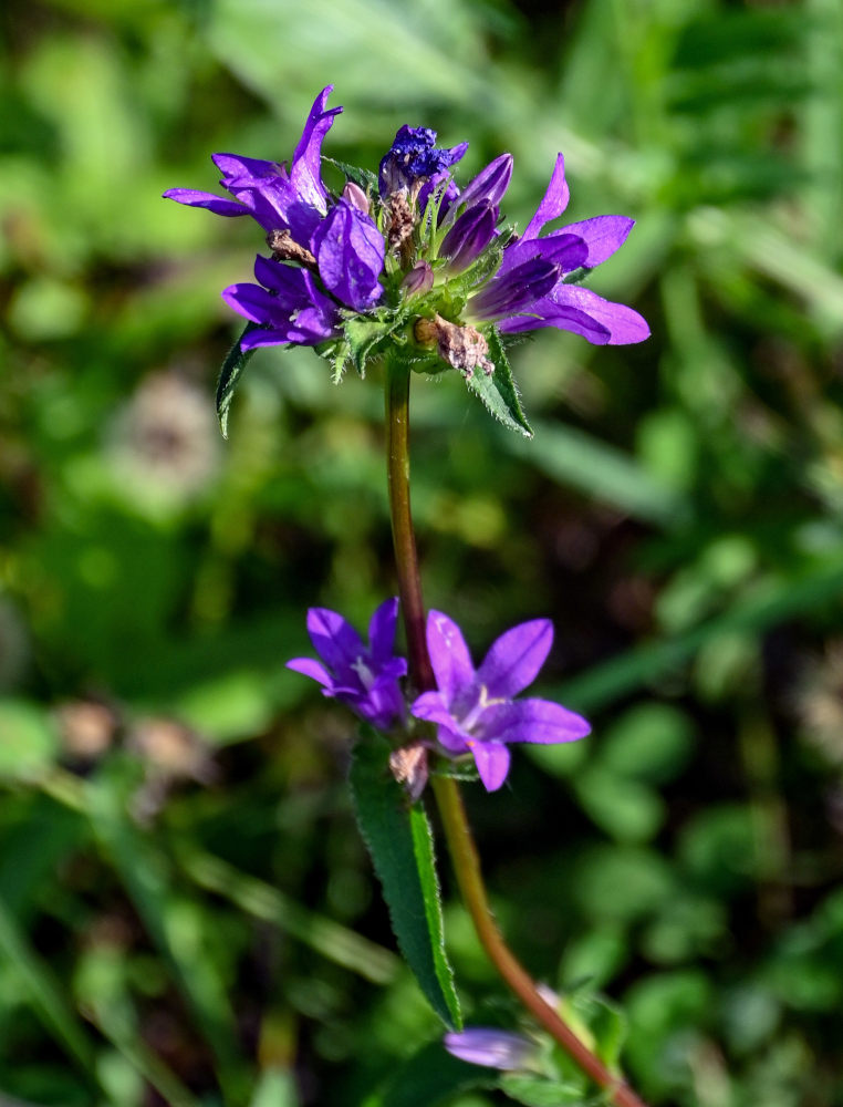 Image of Campanula glomerata specimen.