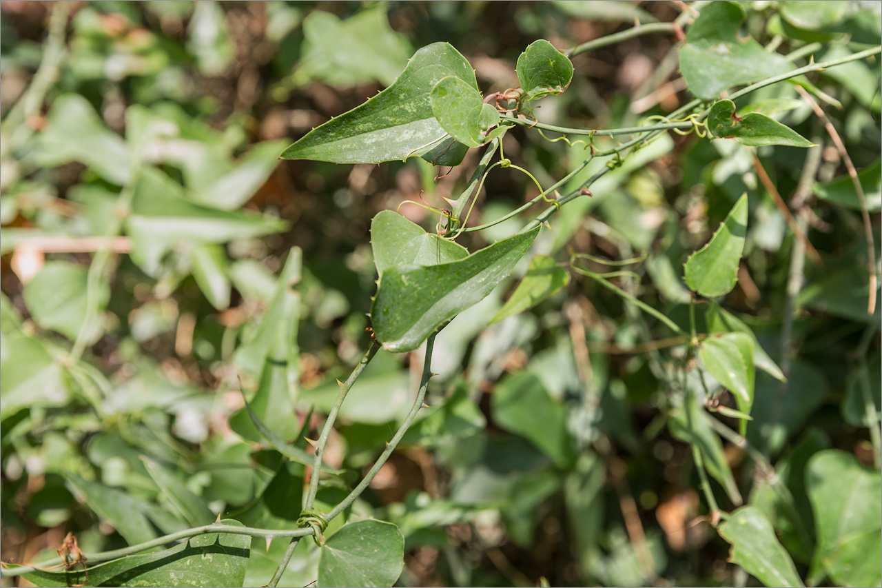 Image of Smilax aspera specimen.