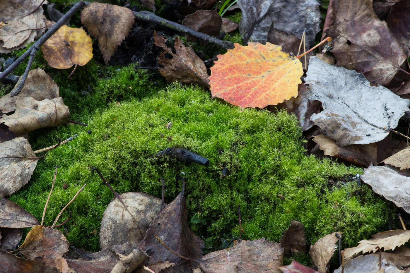 Изображение особи Leptobryum pyriforme.