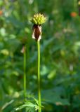 Trollius riederianus. Верхушка отцветшего растения. Камчатский край, Елизовский р-н, опушка каменноберезового леса вдоль тропы к оз. Тахколоч. 04.08.2024.