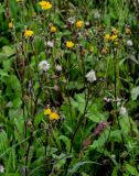 Hieracium umbellatum. Верхушки побегов с соцветиями и соплодиями. Московская обл., Одинцовский гор. округ, окр. г. Звенигород, луг. 18.08.2024.