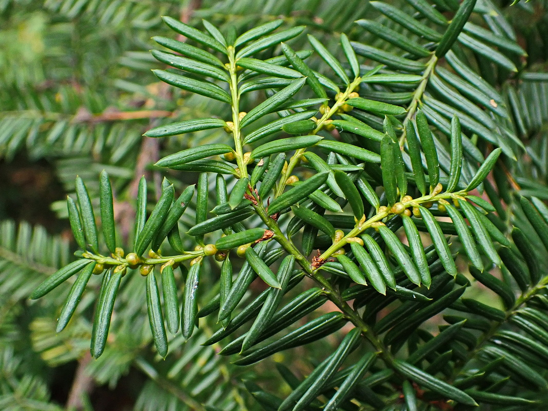 Изображение особи Taxus cuspidata.