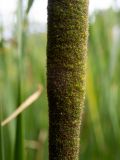 Typha angustifolia