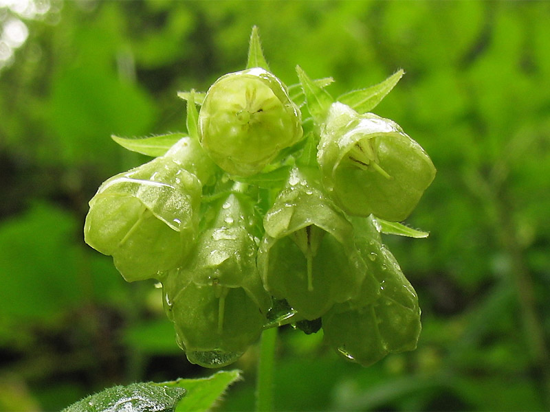 Image of Symphytum cordatum specimen.