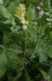 Rhinanthus vernalis