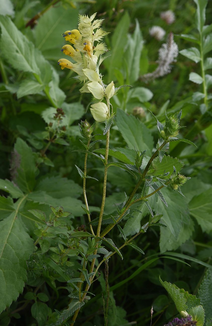 Изображение особи Rhinanthus vernalis.