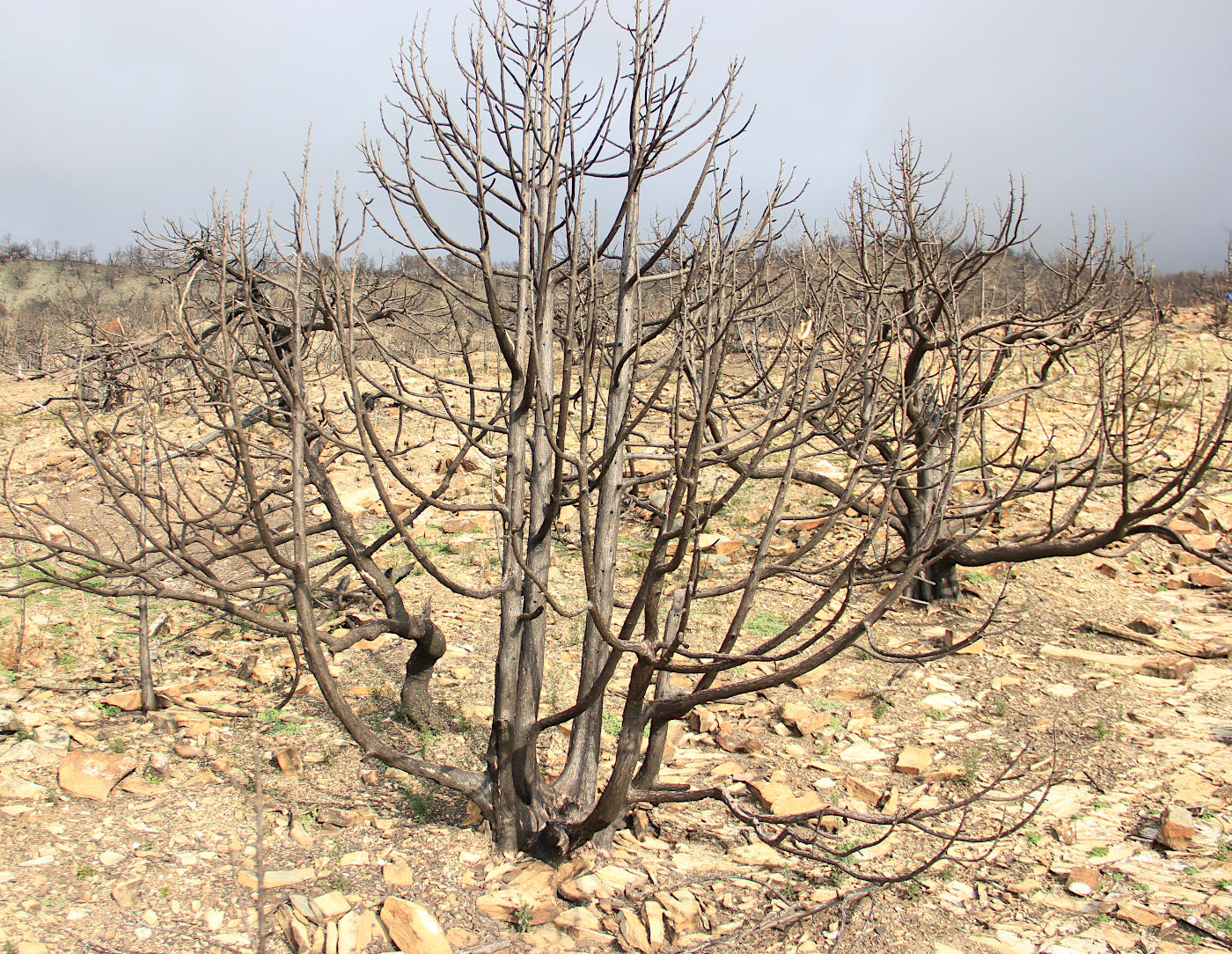 Image of Juniperus excelsa specimen.