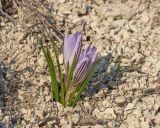 Crocus reticulatus