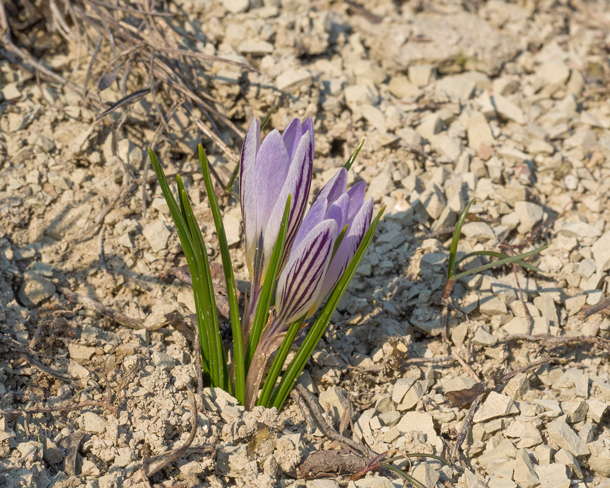 Изображение особи Crocus reticulatus.