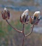 Crepis rhoeadifolia