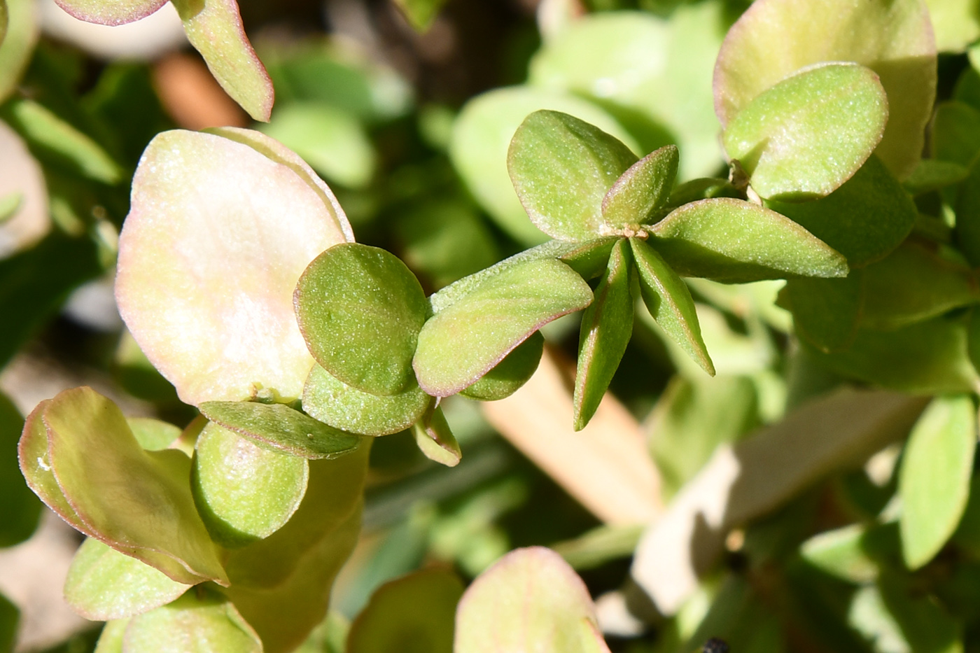 Изображение особи Atriplex aucheri.