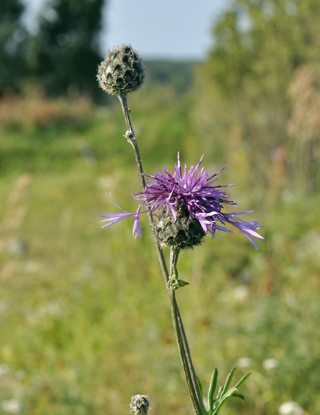Image of Centaurea scabiosa specimen.
