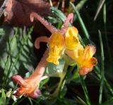 Corydalis sewerzowii. Соцветие в утреней росе. Узбекистан, г. Ташкент, пос. Улугбек, санитарно-защитная зона, глинистая почва. 21.03.2015.
