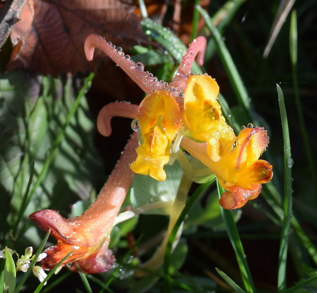 Image of Corydalis sewerzowii specimen.