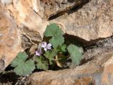 Geranium rotundifolium