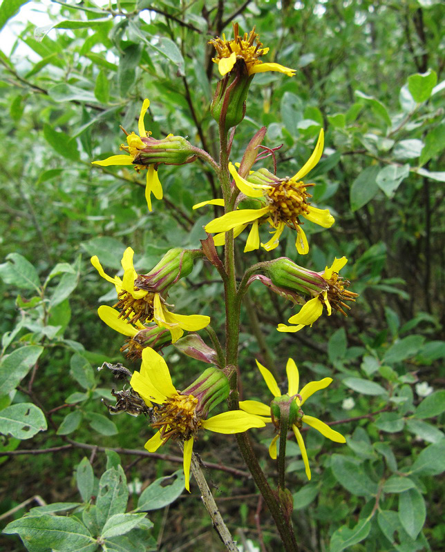 Image of Ligularia sibirica specimen.