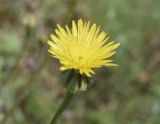 Смотреть изображение Urospermum picroides