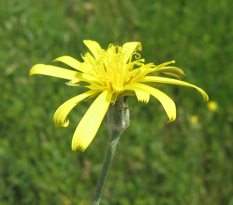 Image of genus Podospermum specimen.