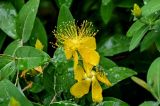 Смотреть изображение Hypericum monogynum
